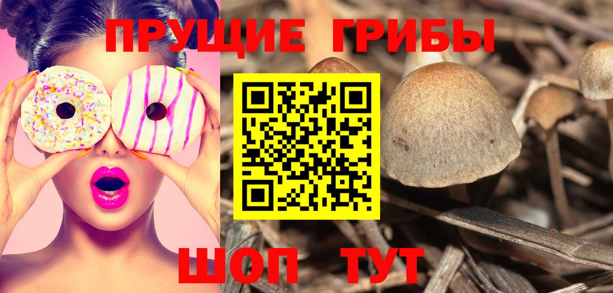 Псилоцибиновые грибы Psilocybe Сухой Лог